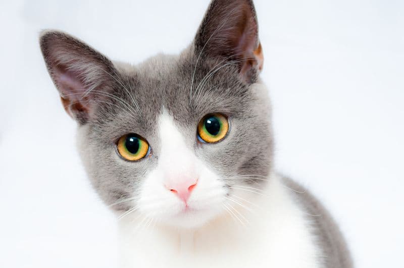Domestic Shorthair on KediSmart marketplace