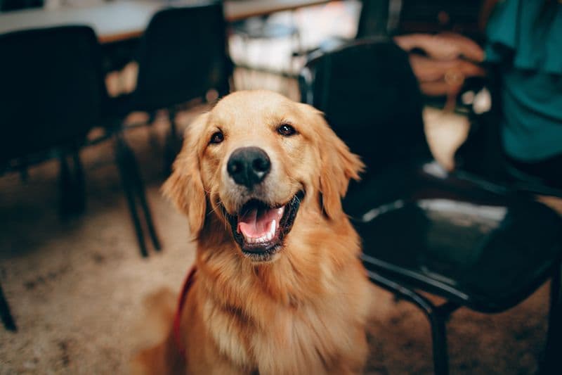 Labrador Mix on KediSmart marketplace