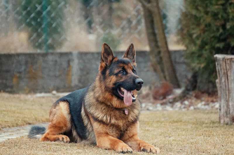 German Shepherd on KediSmart marketplace