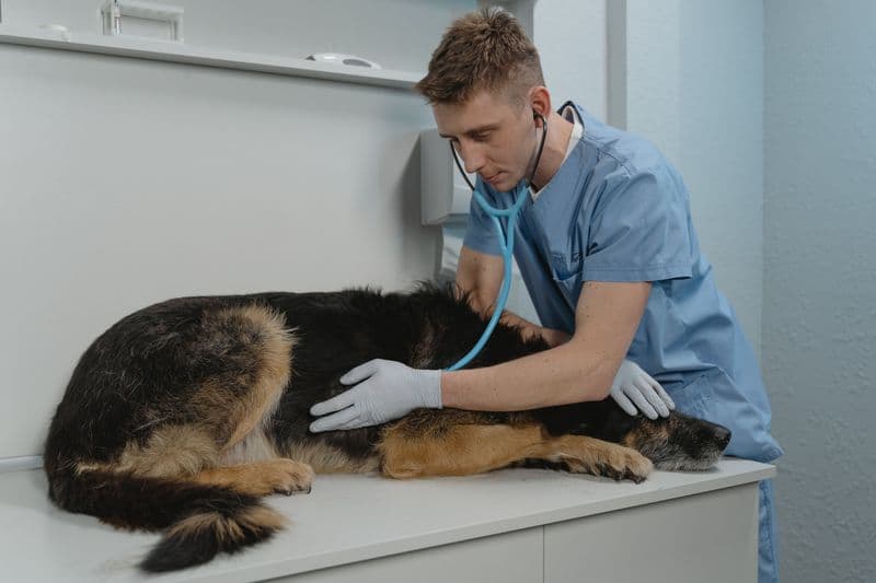 Paws & Claws Veterinary Clinic