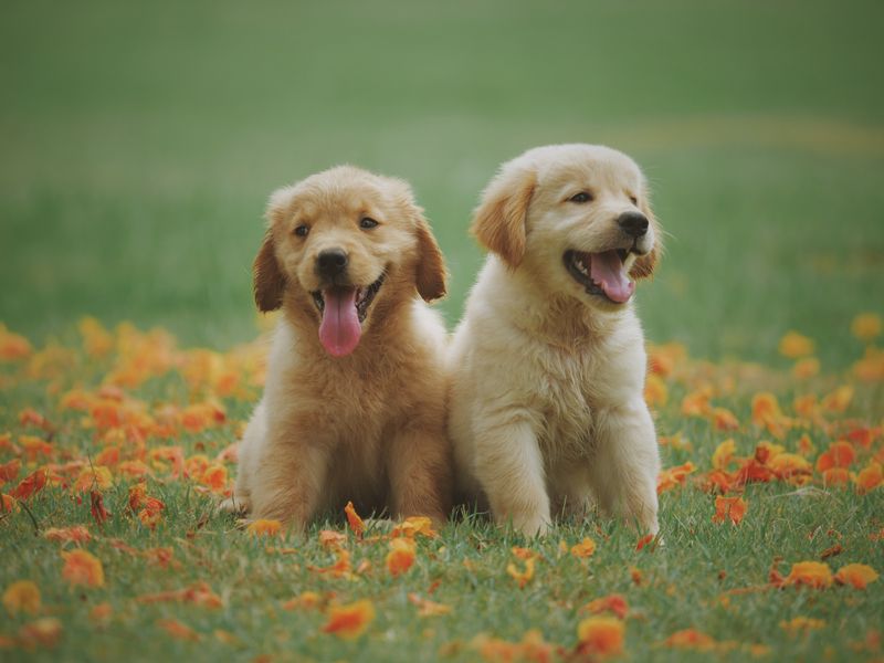 Happy golden retriever