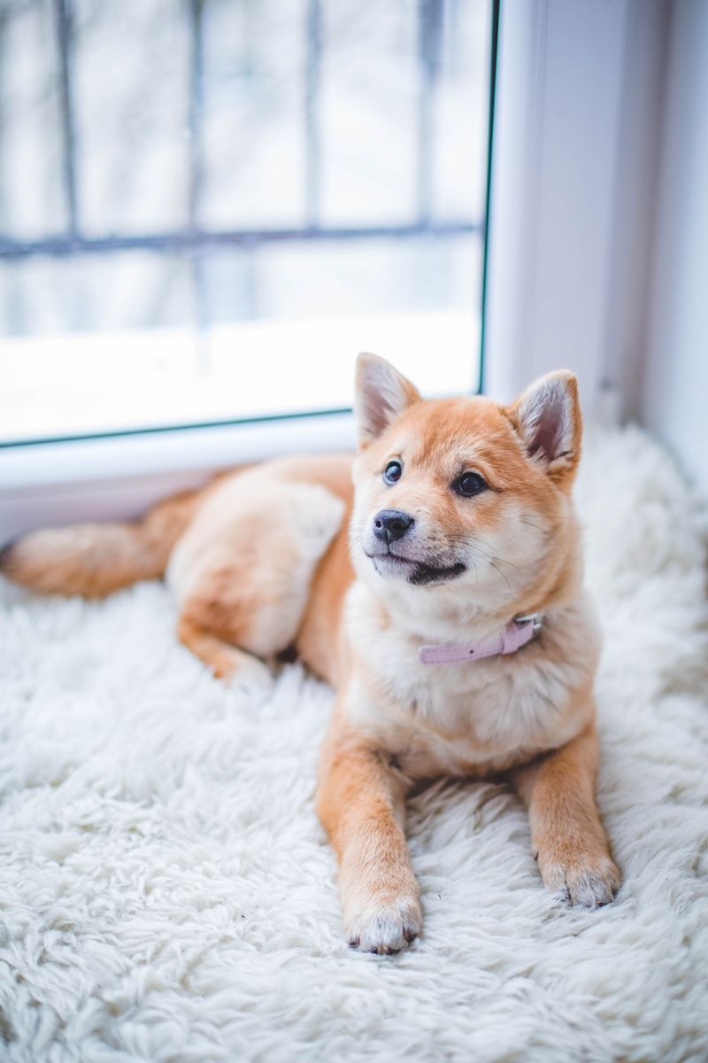 Pet care
