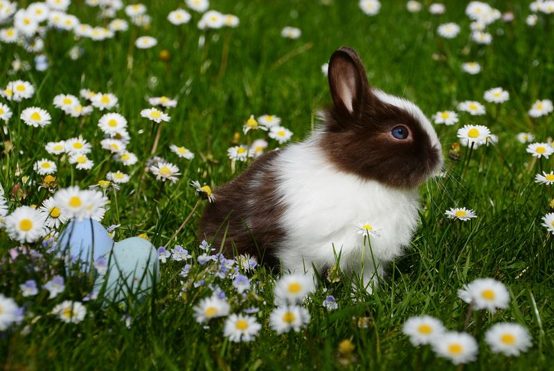 Pet rabbit